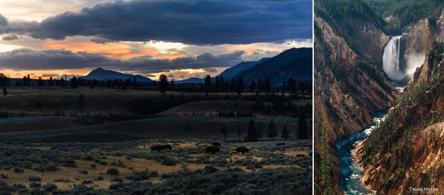 Bison at Sunset