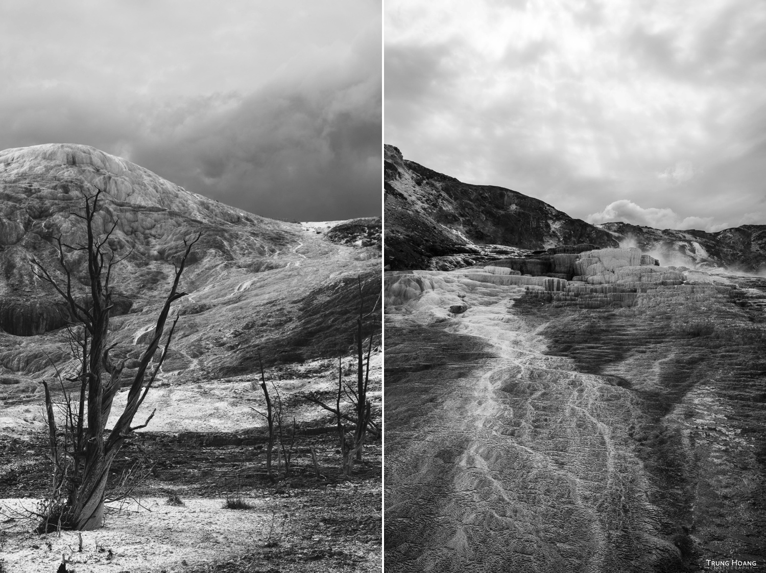 Petrified Trees of Mammoth Hot Springs