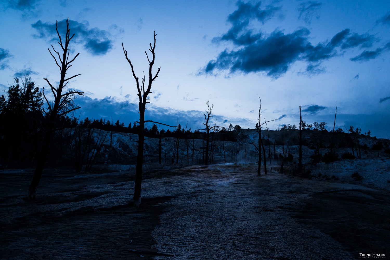 Mammoth Hot Springs Petrified Trees at Dusk