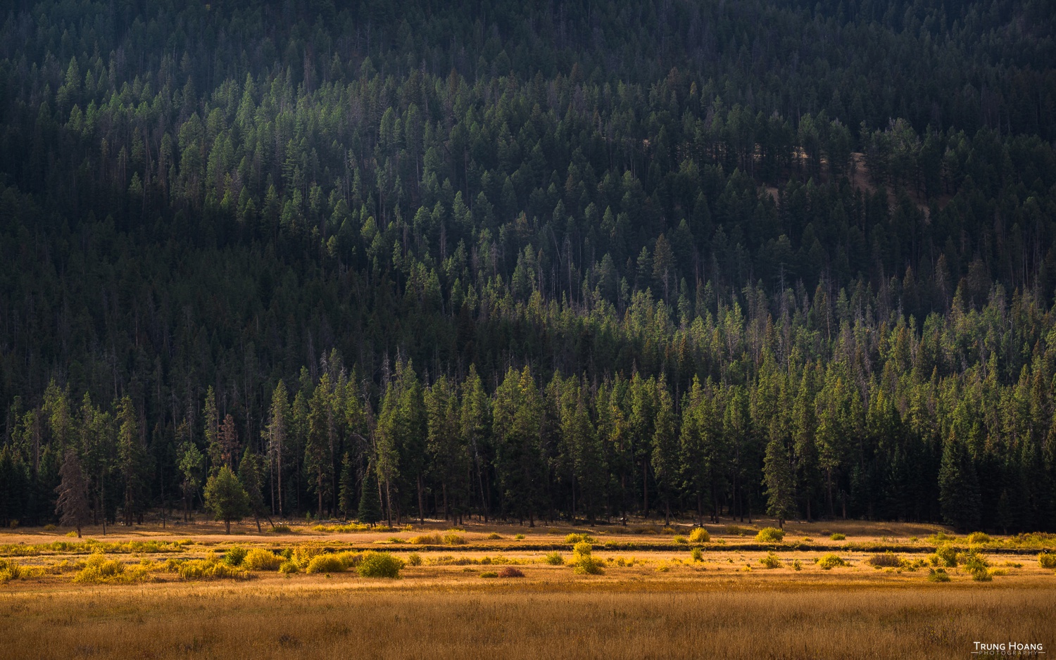 Forest Light