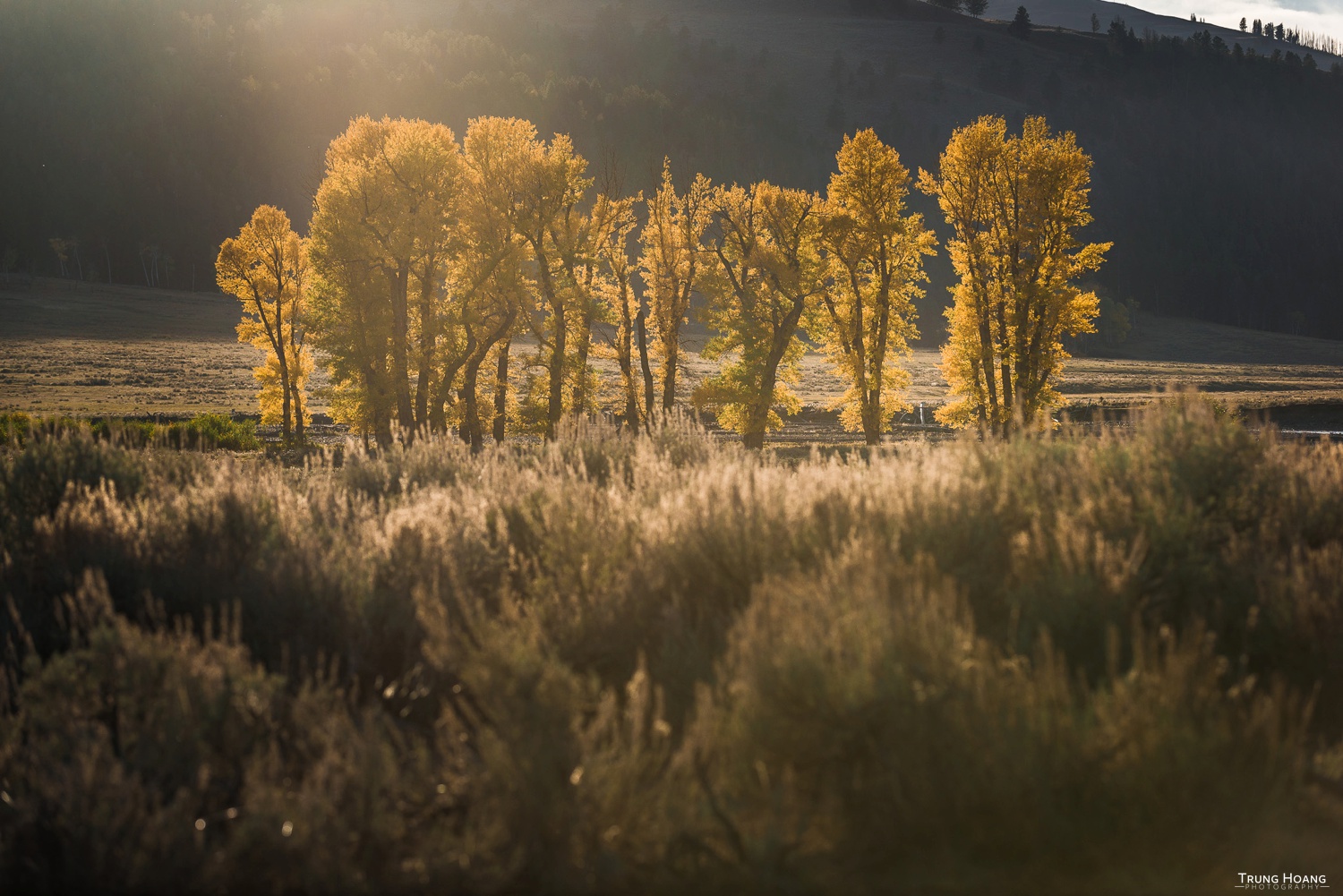 Fall Colors in Yellowstone