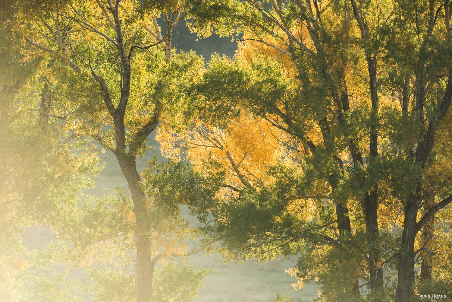 Beginning to Turn, Fall Colors in Yellowstone