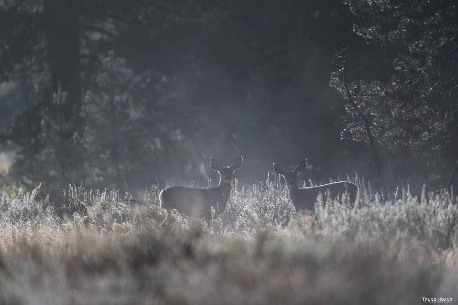 Mule Deer in the Mist