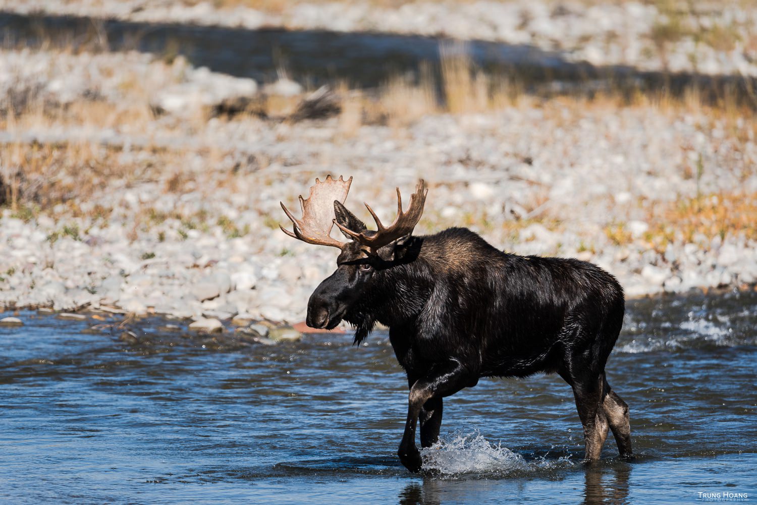 Moose in Grand Teton National Park