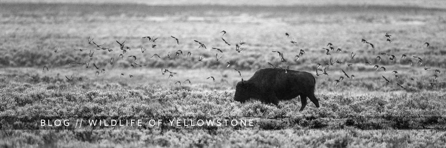 Yellowstone Blog 2