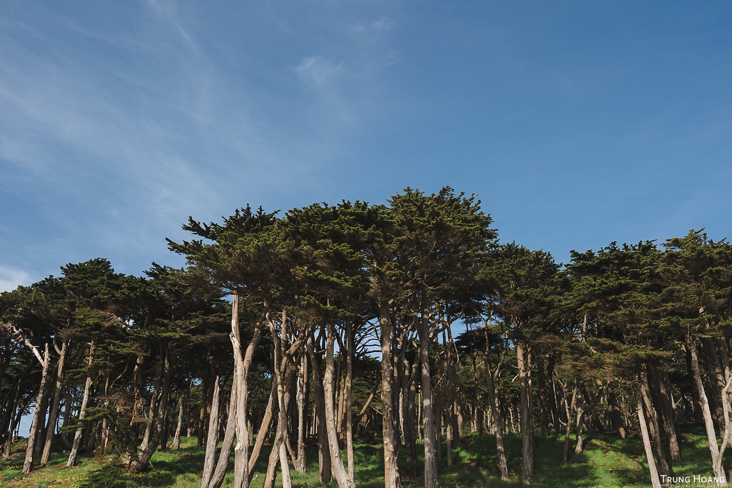 Lands End Eucalytpus Trees