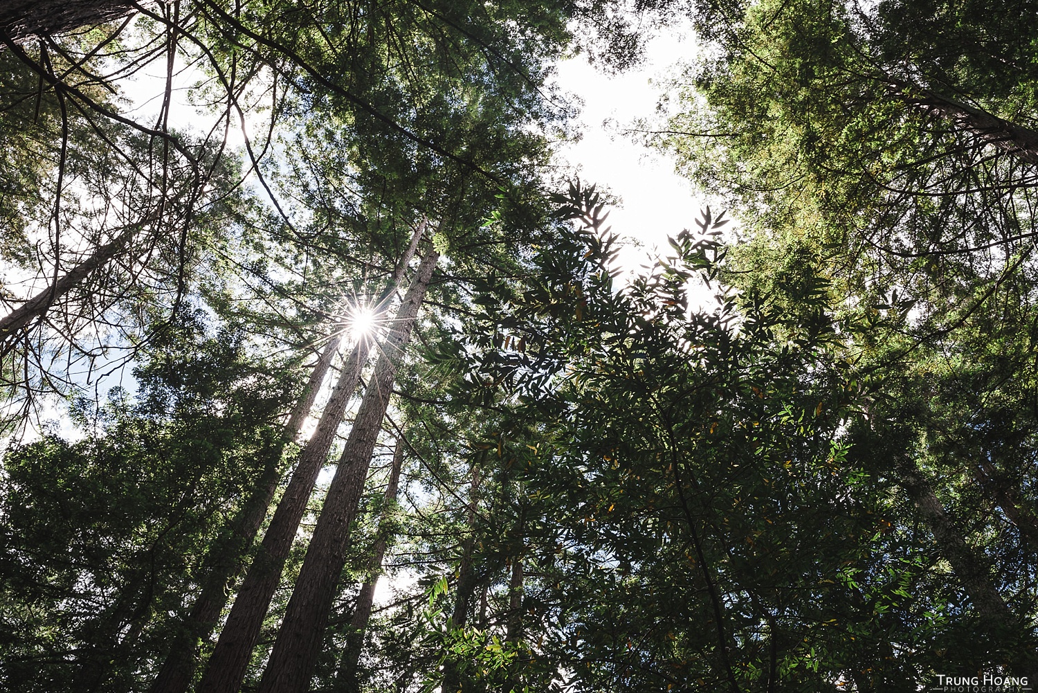 Sunstar through the Redwoods