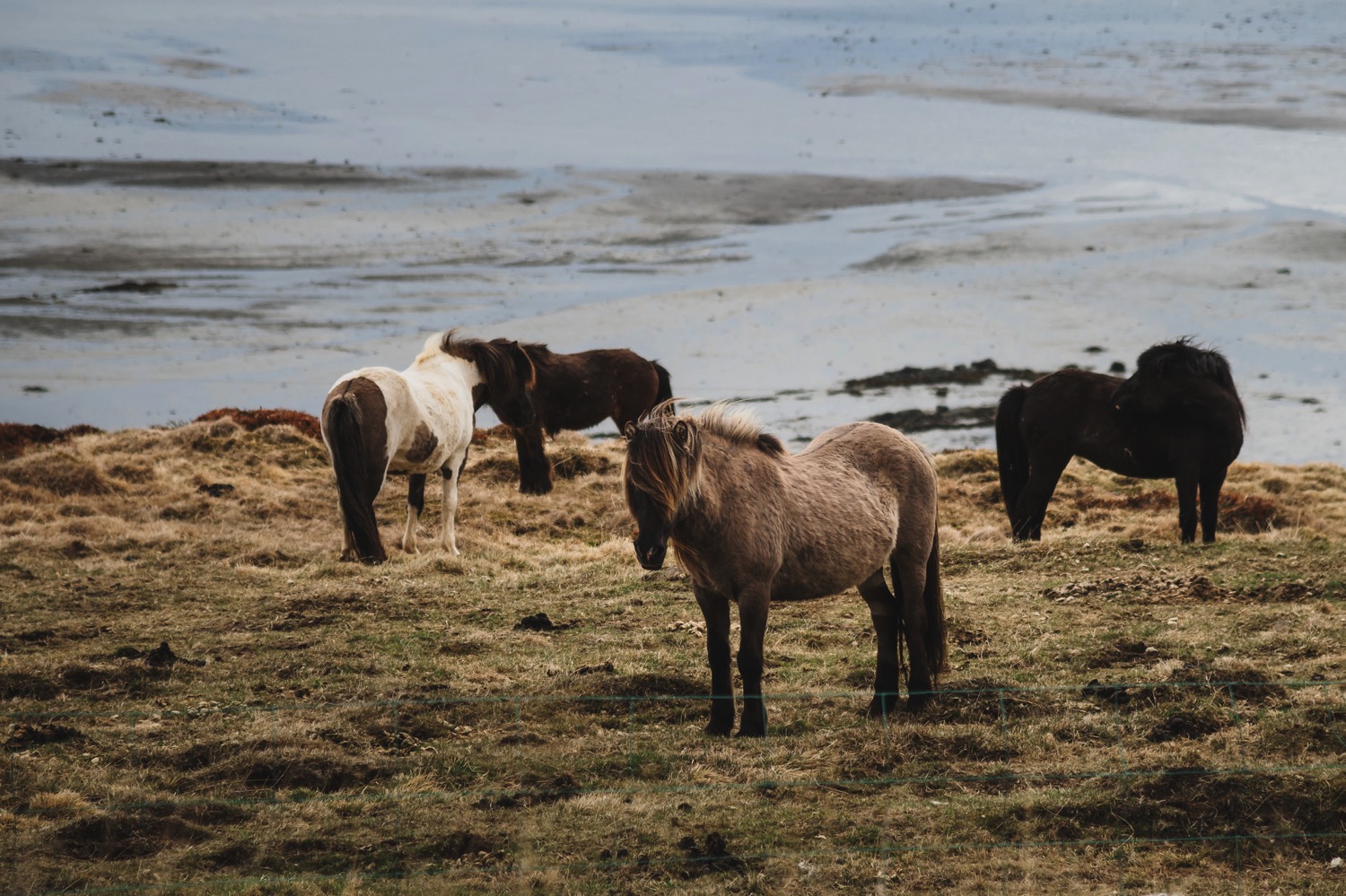 Icelandic Horses - Iceland Blog Part II
Photo by Trung Hoang Photography |www.trunghoangphotography.com | San Francisco Bay Area Wedding Photographer