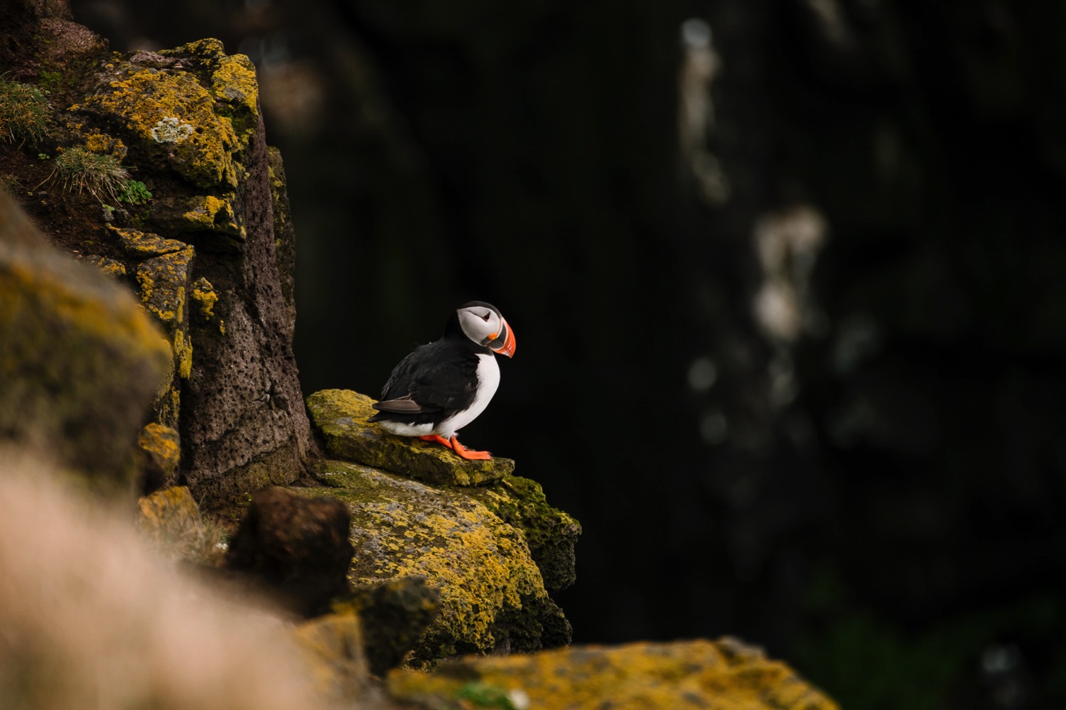 Puffins of Latrabjarg - Iceland Blog Part II
Photo by Trung Hoang Photography |www.trunghoangphotography.com | San Francisco Bay Area Wedding Photographer
