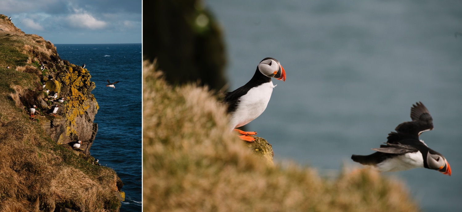  Latrabjarg Puffins - Iceland Blog Part II

Photo by Trung Hoang Photography |www.trunghoangphotography.com | San Francisco Bay Area Wedding Photographer 