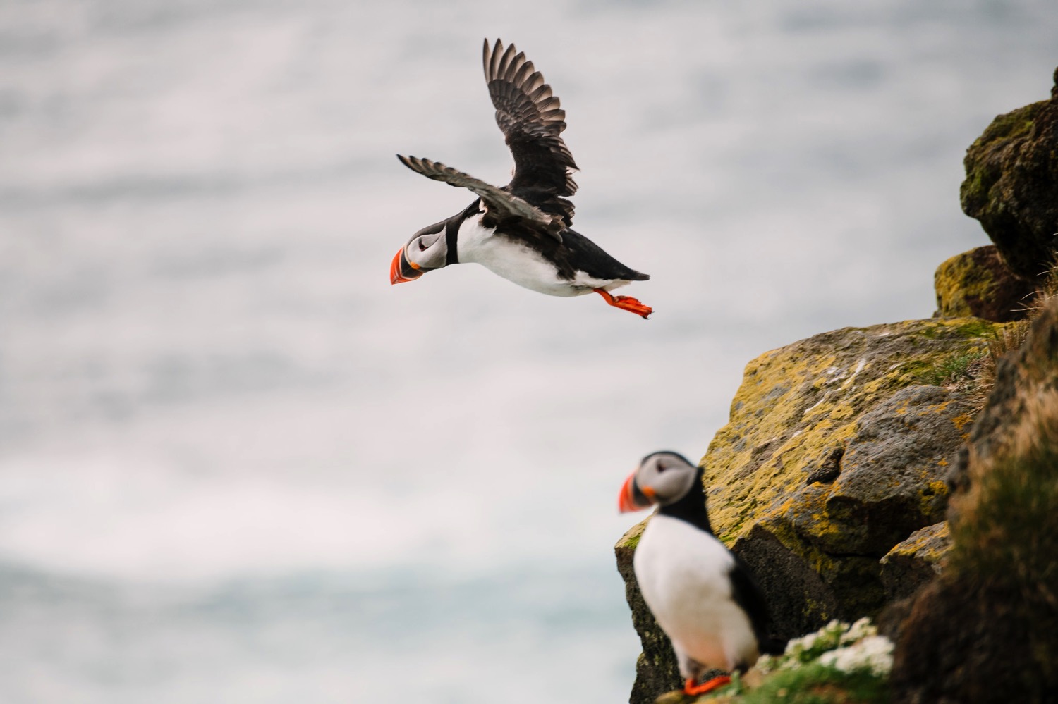Puffins in Flight - Iceland Blog Part II
Photo by Trung Hoang Photography |www.trunghoangphotography.com | San Francisco Bay Area Wedding Photographer