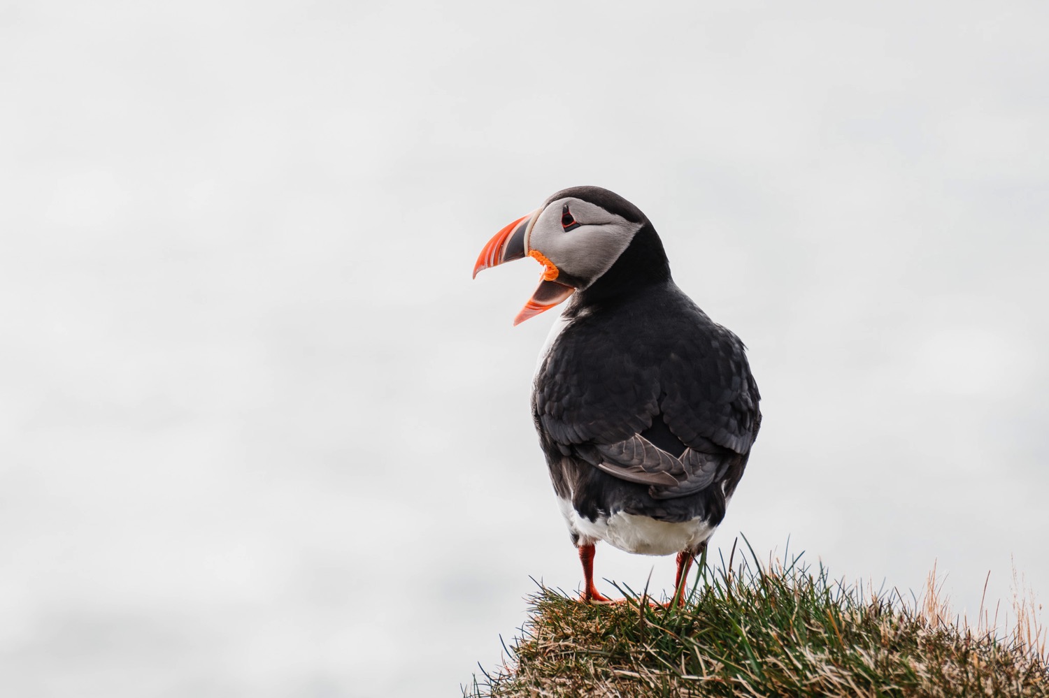 A Puffin - Iceland Blog Part II
Photo by Trung Hoang Photography |www.trunghoangphotography.com | San Francisco Bay Area Wedding Photographer