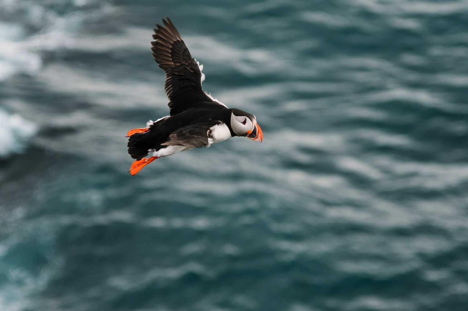  Flying Puffin - Iceland Blog Part II

Photo by Trung Hoang Photography |www.trunghoangphotography.com | San Francisco Bay Area Wedding Photographer 