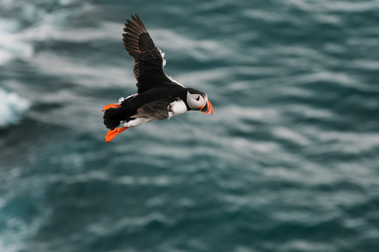 Flying Puffin - Iceland Blog Part II
Photo by Trung Hoang Photography |www.trunghoangphotography.com | San Francisco Bay Area Wedding Photographer