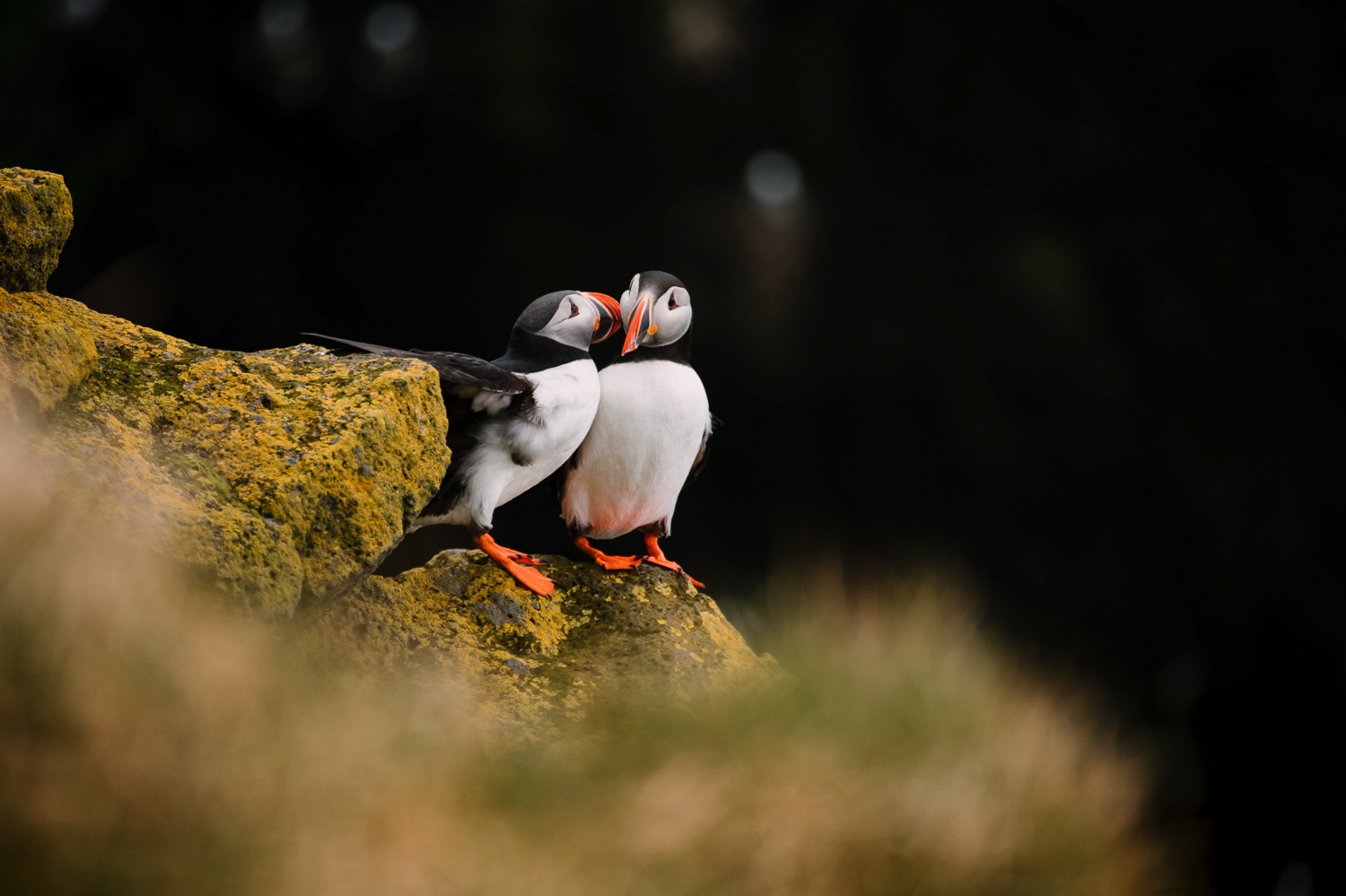 Cuddling Puffins - Iceland Blog Part II
Photo by Trung Hoang Photography |www.trunghoangphotography.com | San Francisco Bay Area Wedding Photographer