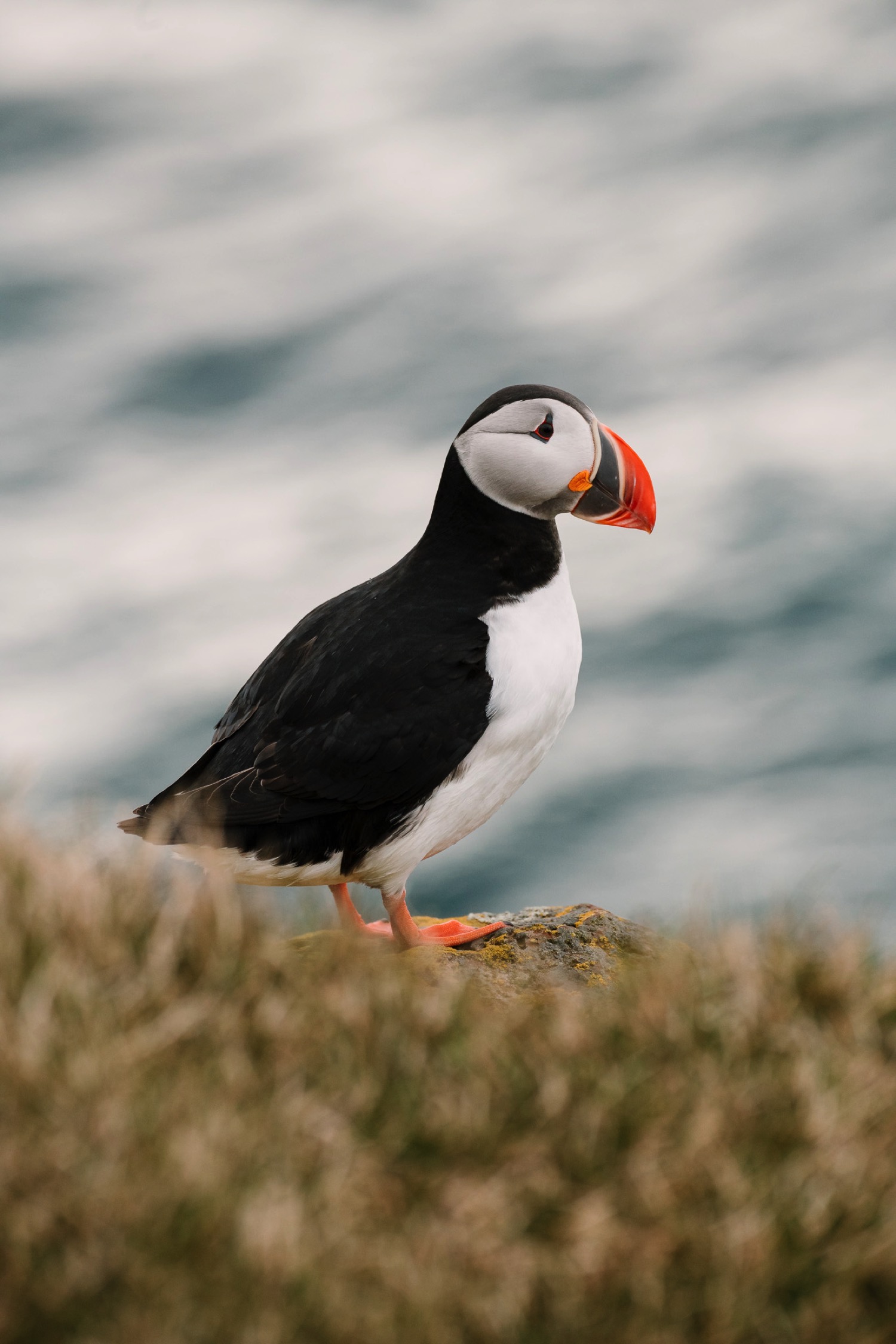 Puffin Portrait - Iceland Blog Part II
Photo by Trung Hoang Photography |www.trunghoangphotography.com | San Francisco Bay Area Wedding Photographer