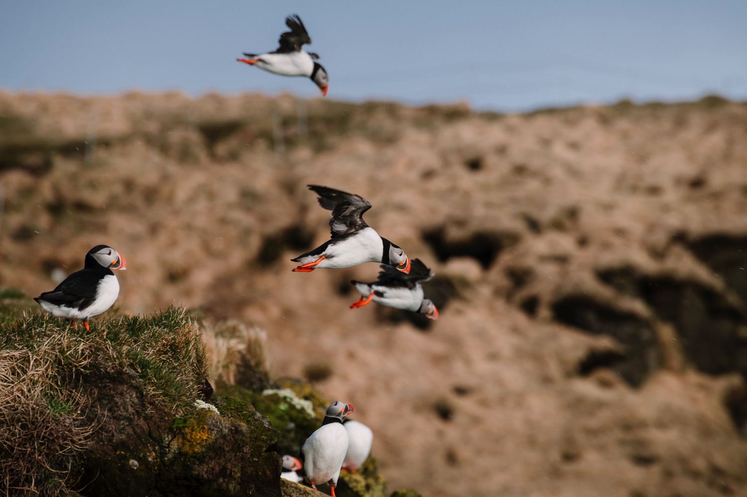 Puffins in flight - Iceland Blog Part II
Photo by Trung Hoang Photography |www.trunghoangphotography.com | San Francisco Bay Area Wedding Photographer