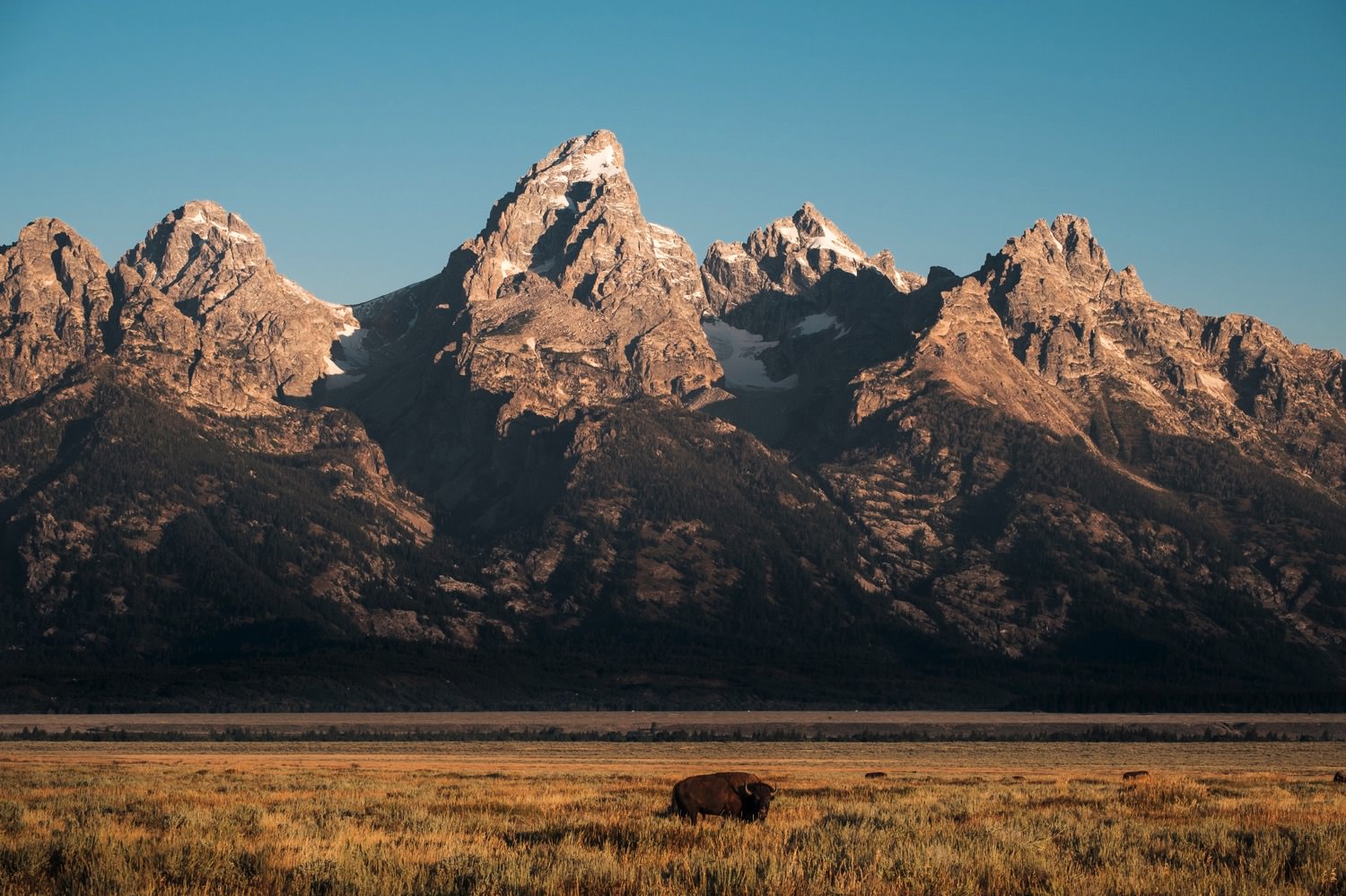 Bison in roam beneath the Teton Range