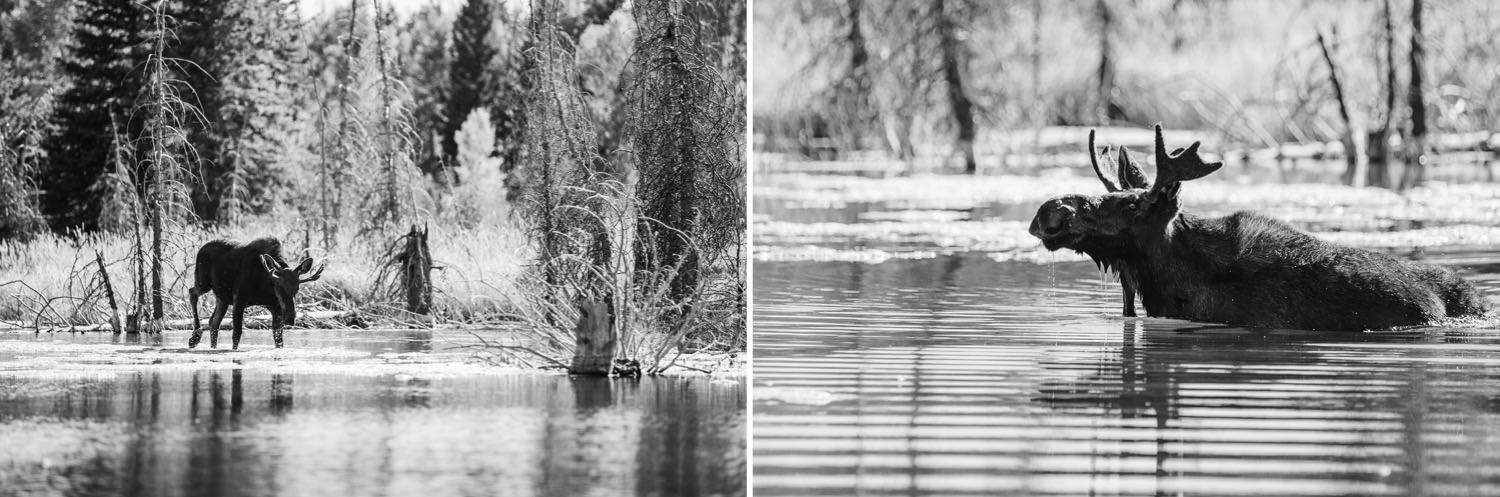 Moose at Schwabacher�s Landing