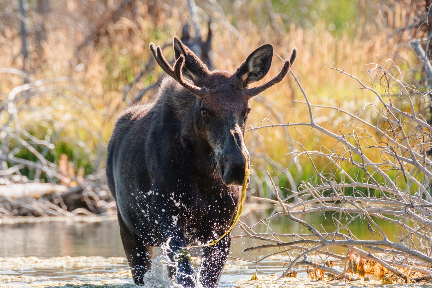 Young Bull Moose in the Grand Tetons