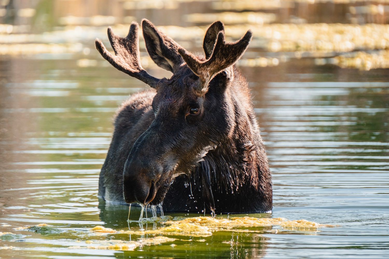 Young Bull Moose in the Grand Tetons