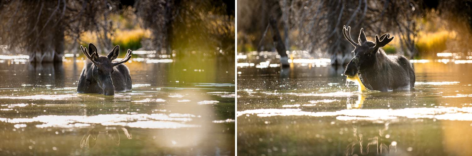 Young Bull Moose in the Grand Tetons