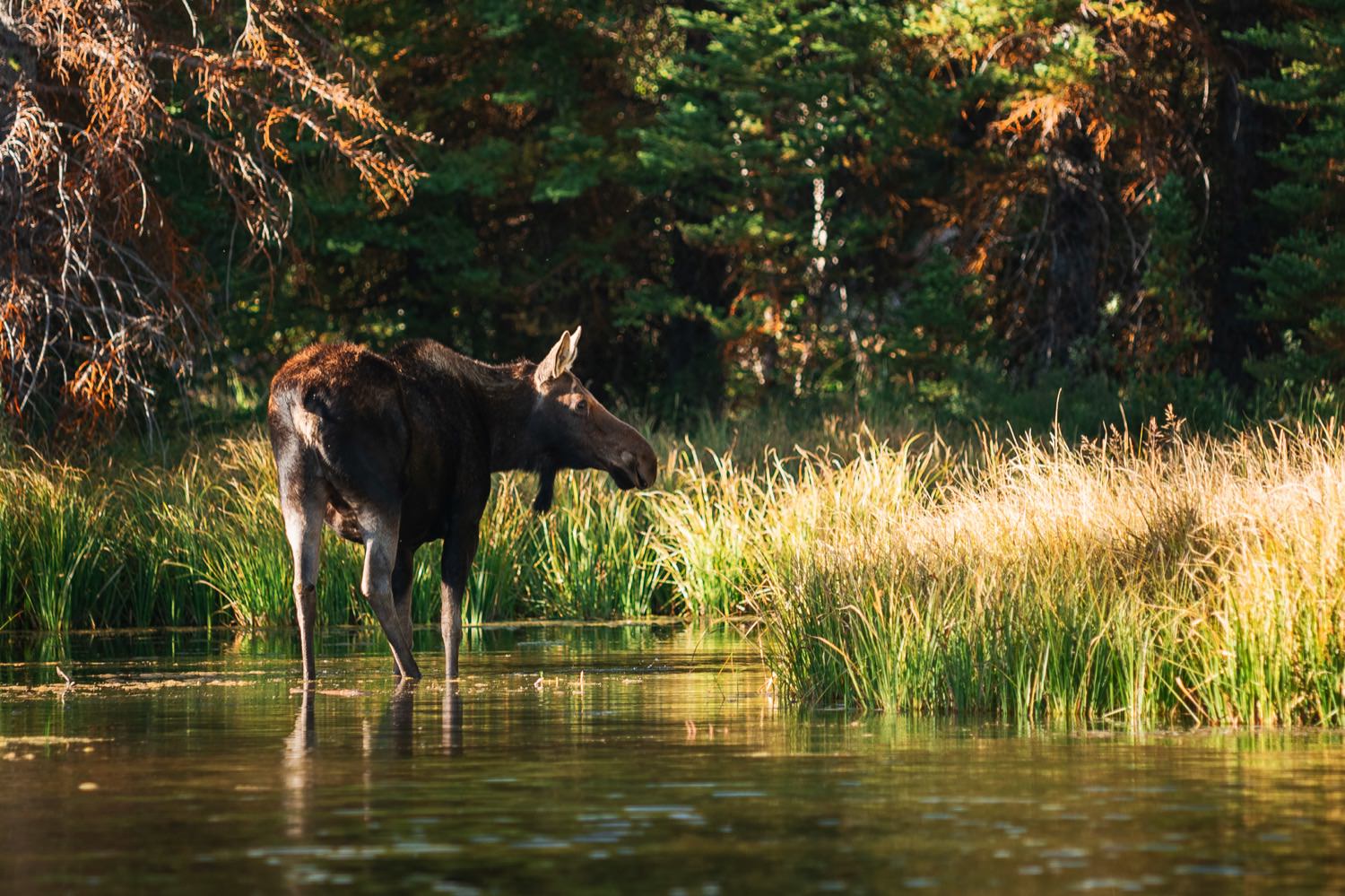 Female (cow) moose at Schwabacher�s Landing