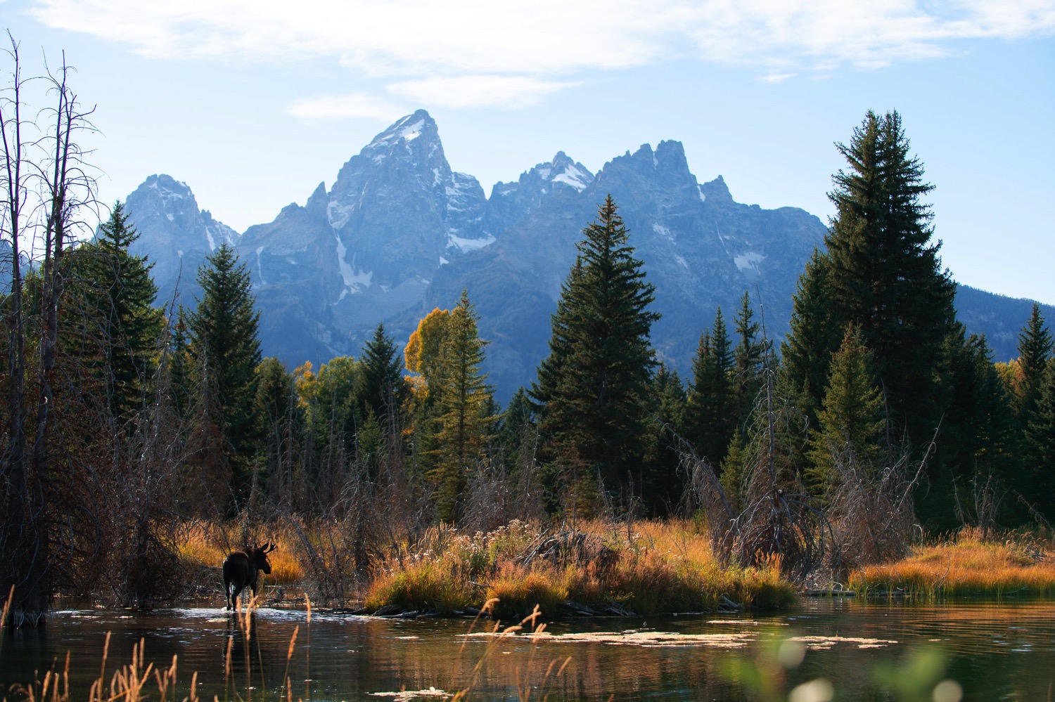 Moose at Schwabacher�s Landing, Grand Teton National Park