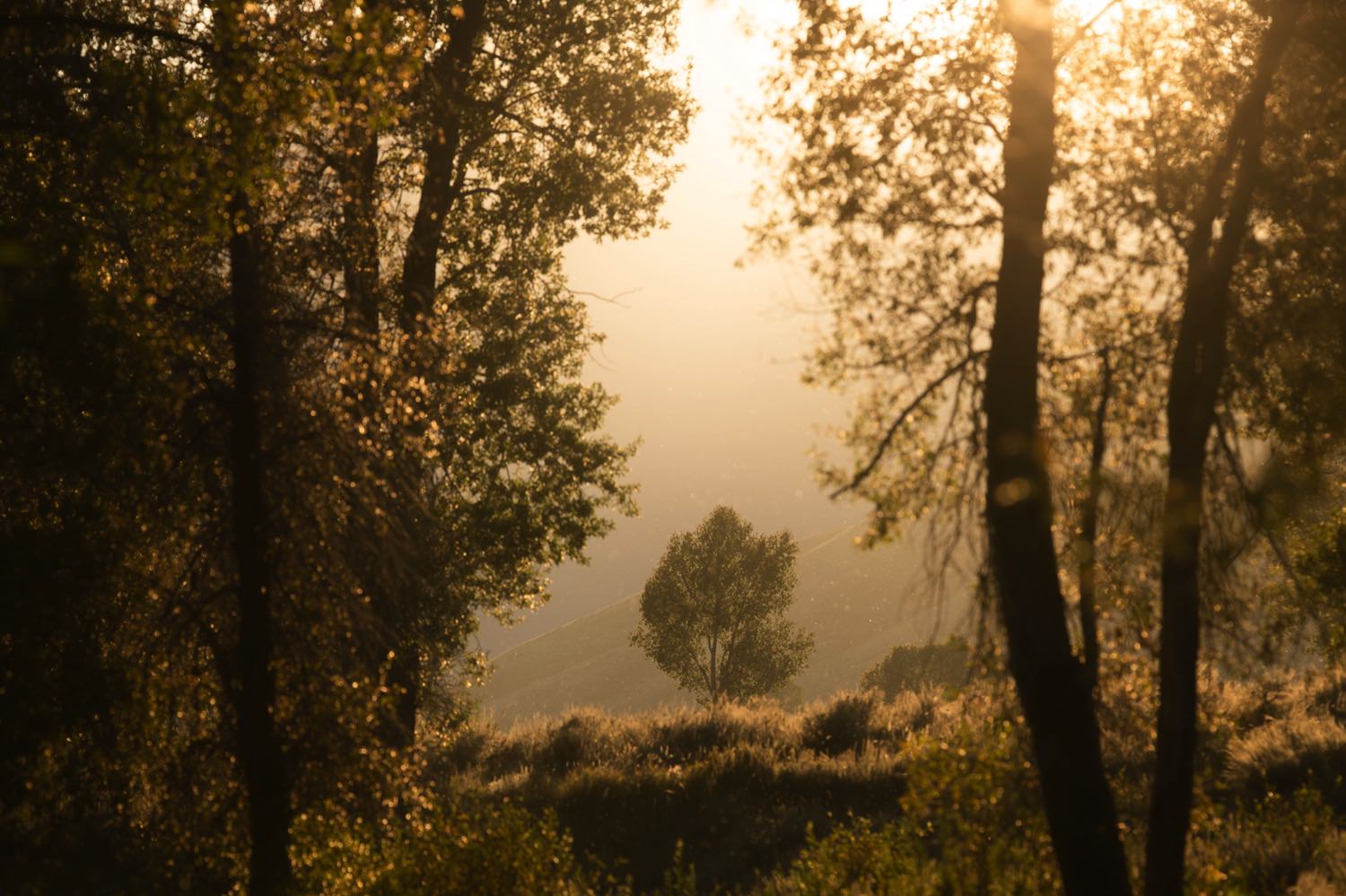  Golden Light on the birch trees

Photo by Trung Hoang Photography | www.trunghoangphotography.com | San Francisco Bay Area Photographer 