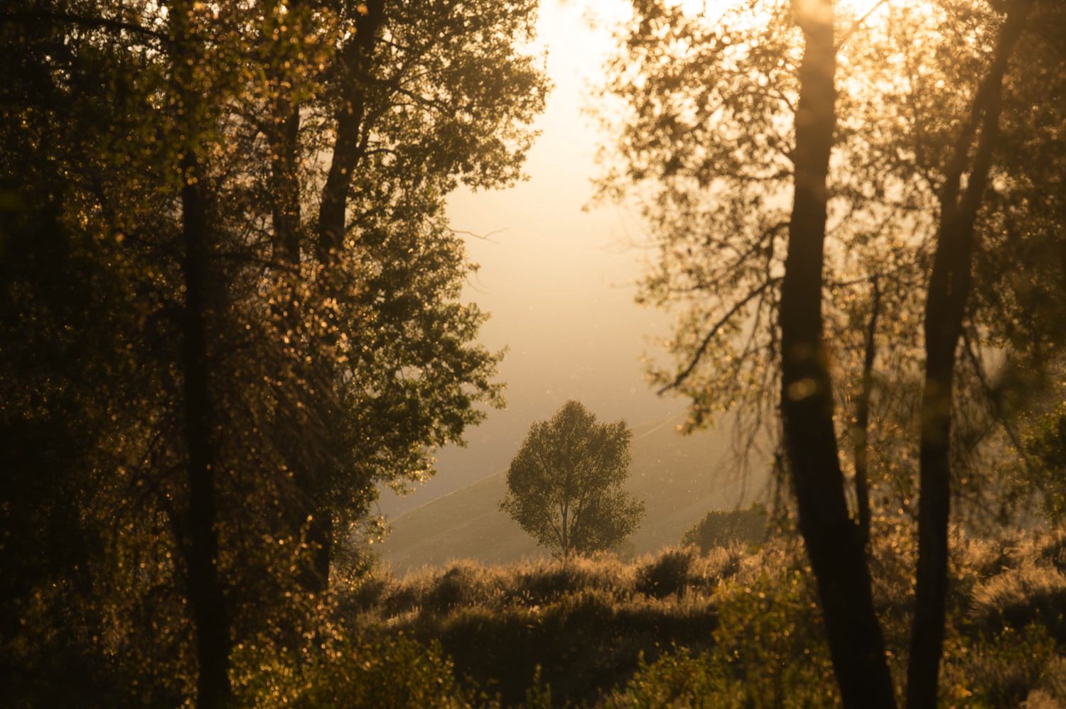 Golden Light on the birch trees
Photo by Trung Hoang Photography | www.trunghoangphotography.com | San Francisco Bay Area Photographer