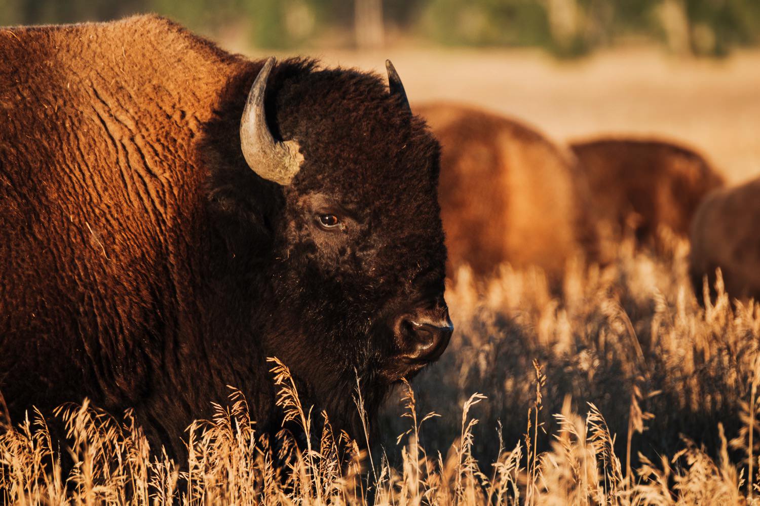 Bison in the Grand Teton National Park