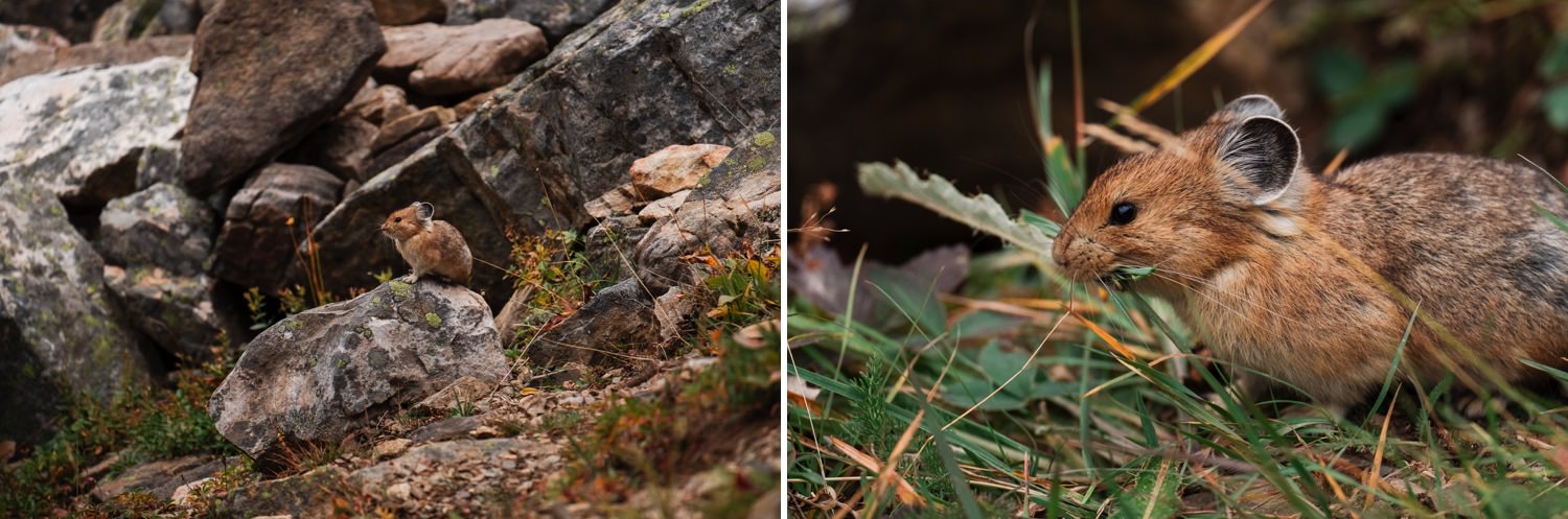 Pika by Lake Agnes