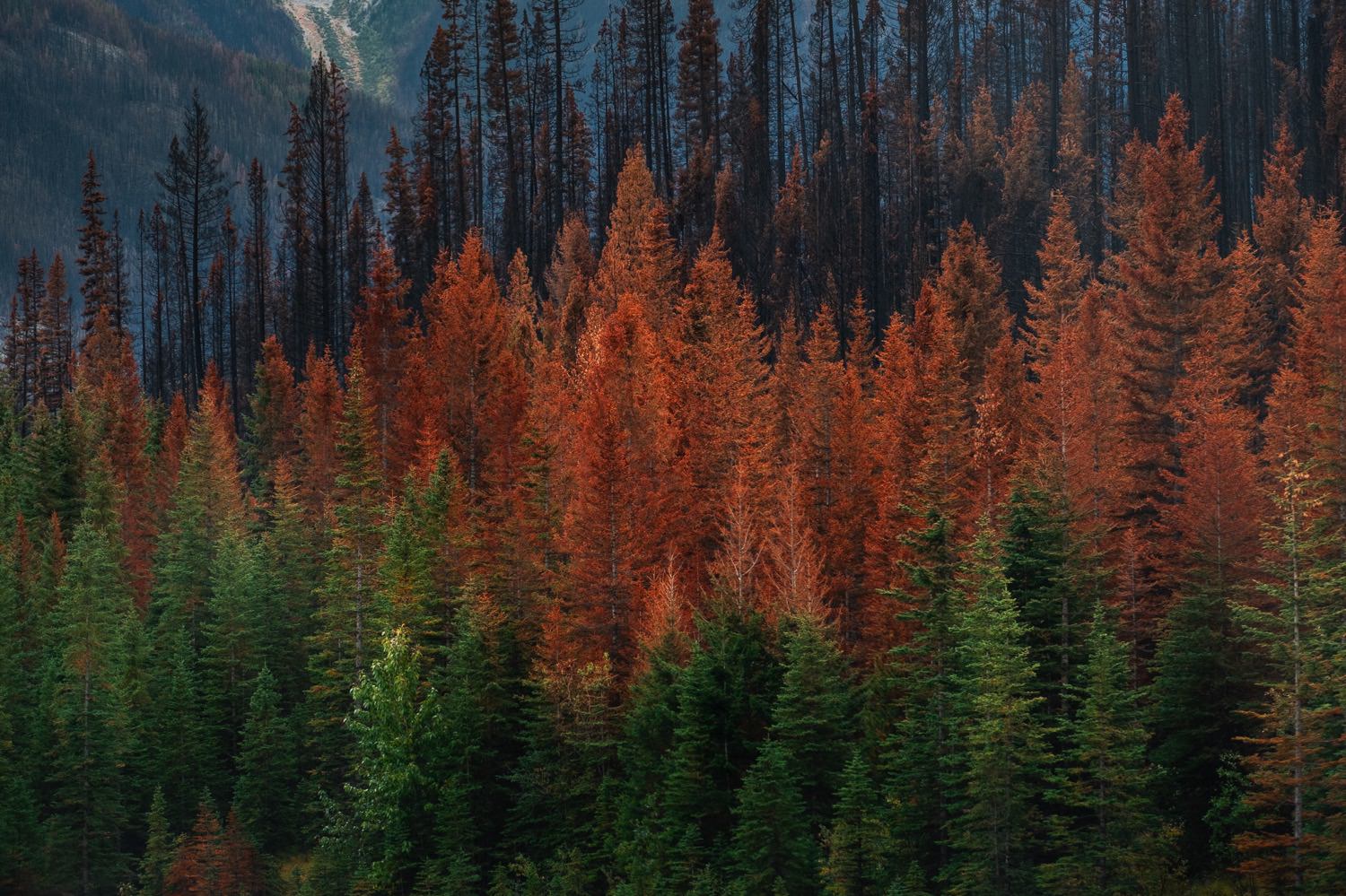 Degrees of Wildfires