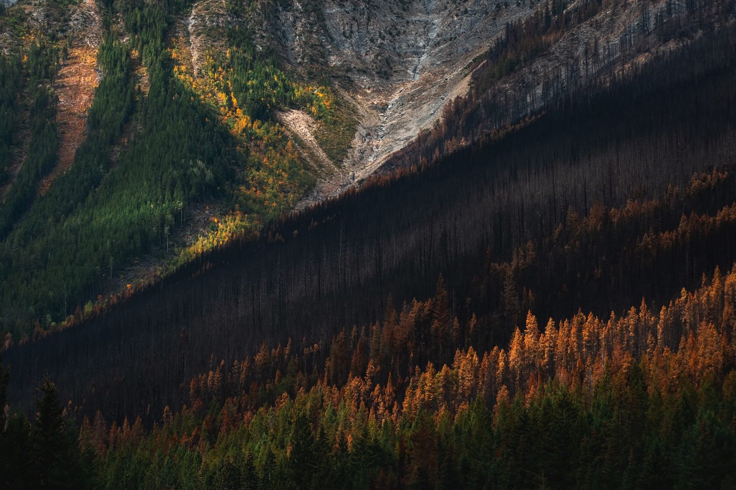 Path of wildfire destruction - Kootenay National Park