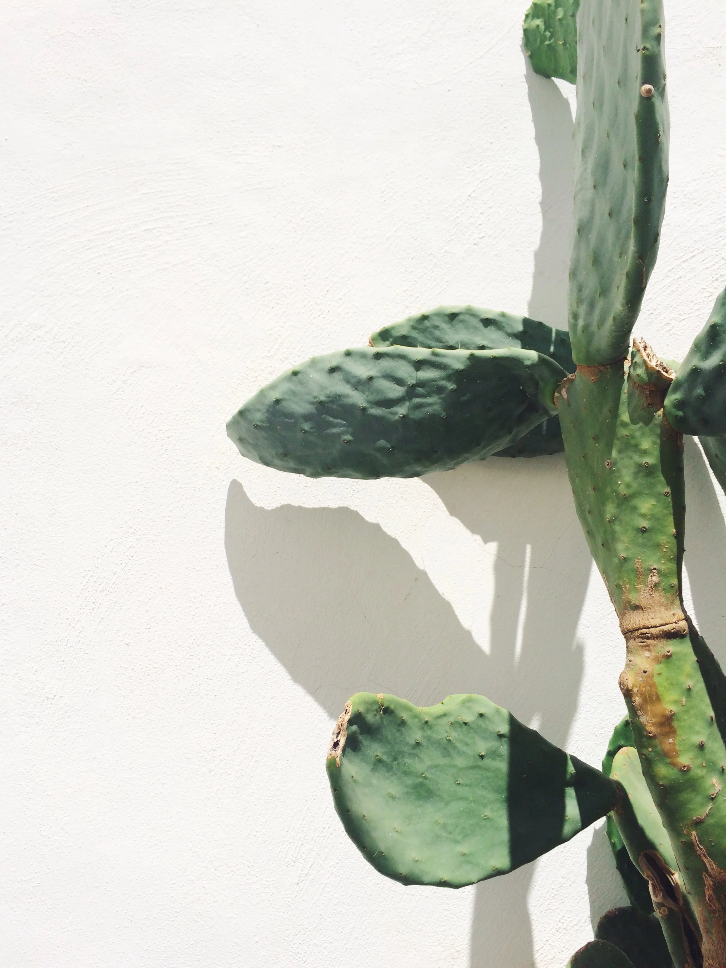 Feeling Green | Ostuni, Italy