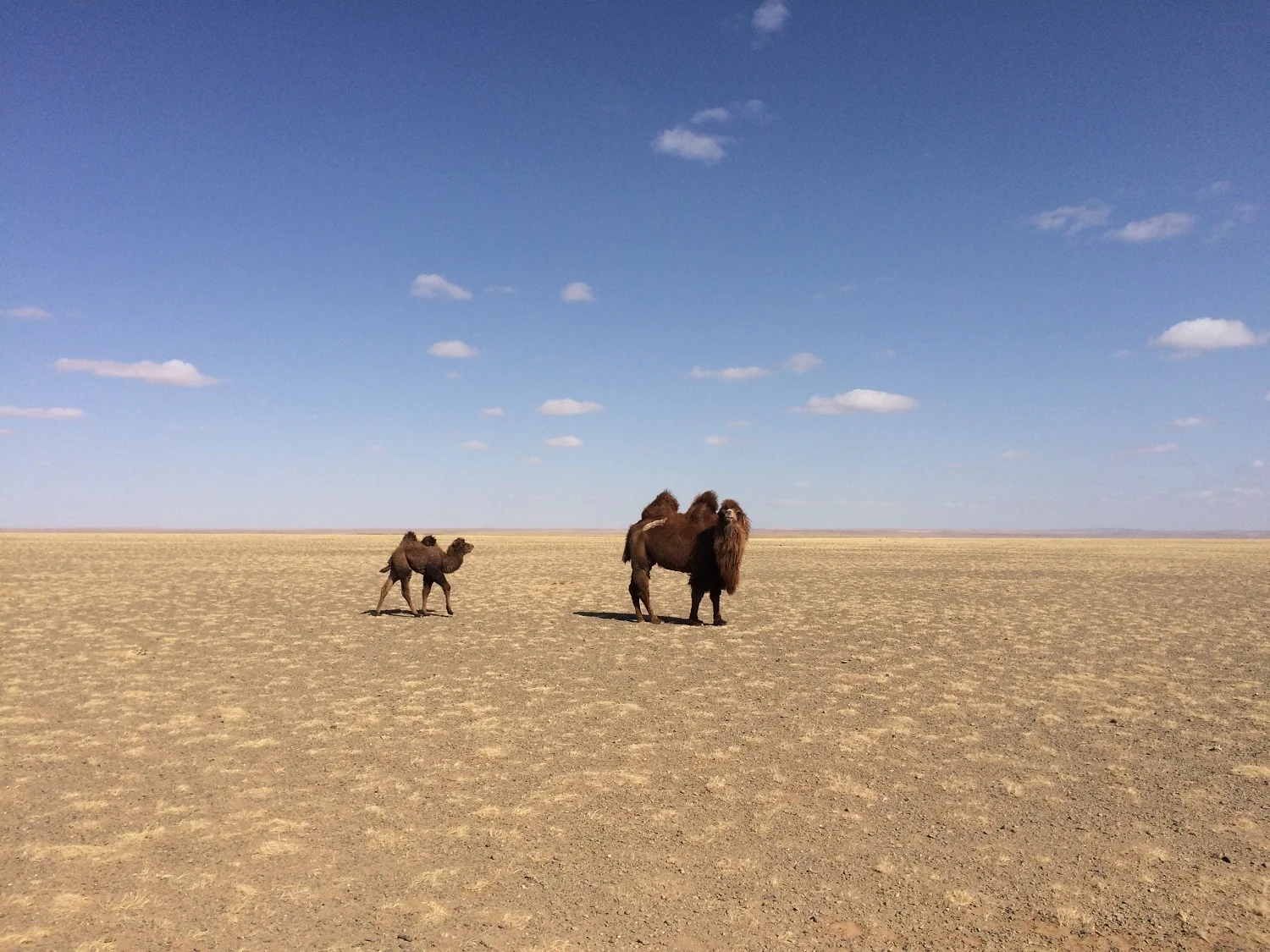 The Gobi Desert, Mongolia