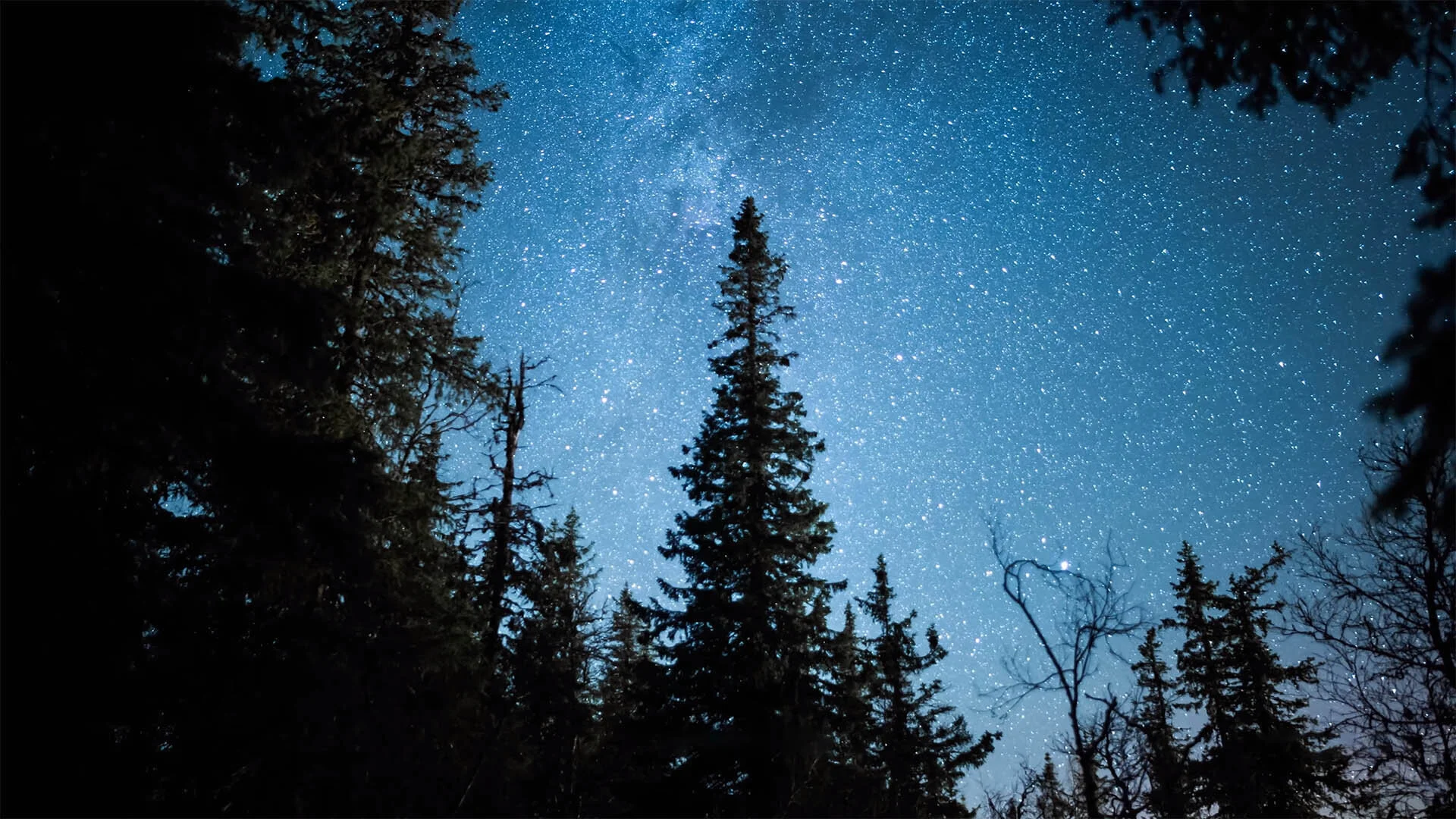 forest_thumbnail.jpg