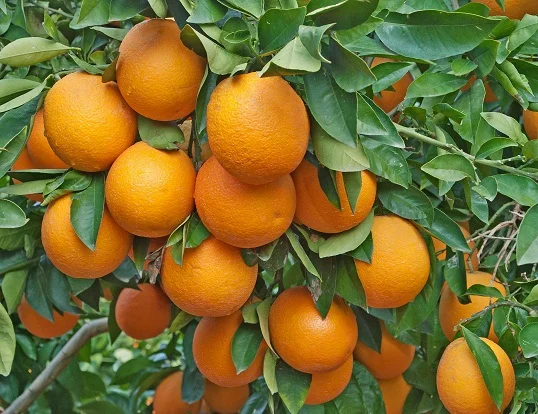 california navels on the tree.jpg