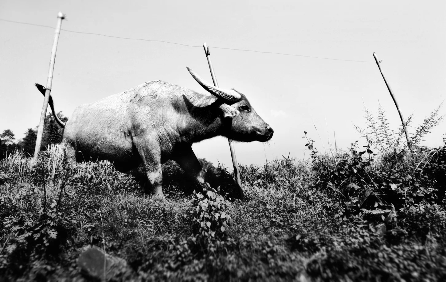 buffalo.jpg