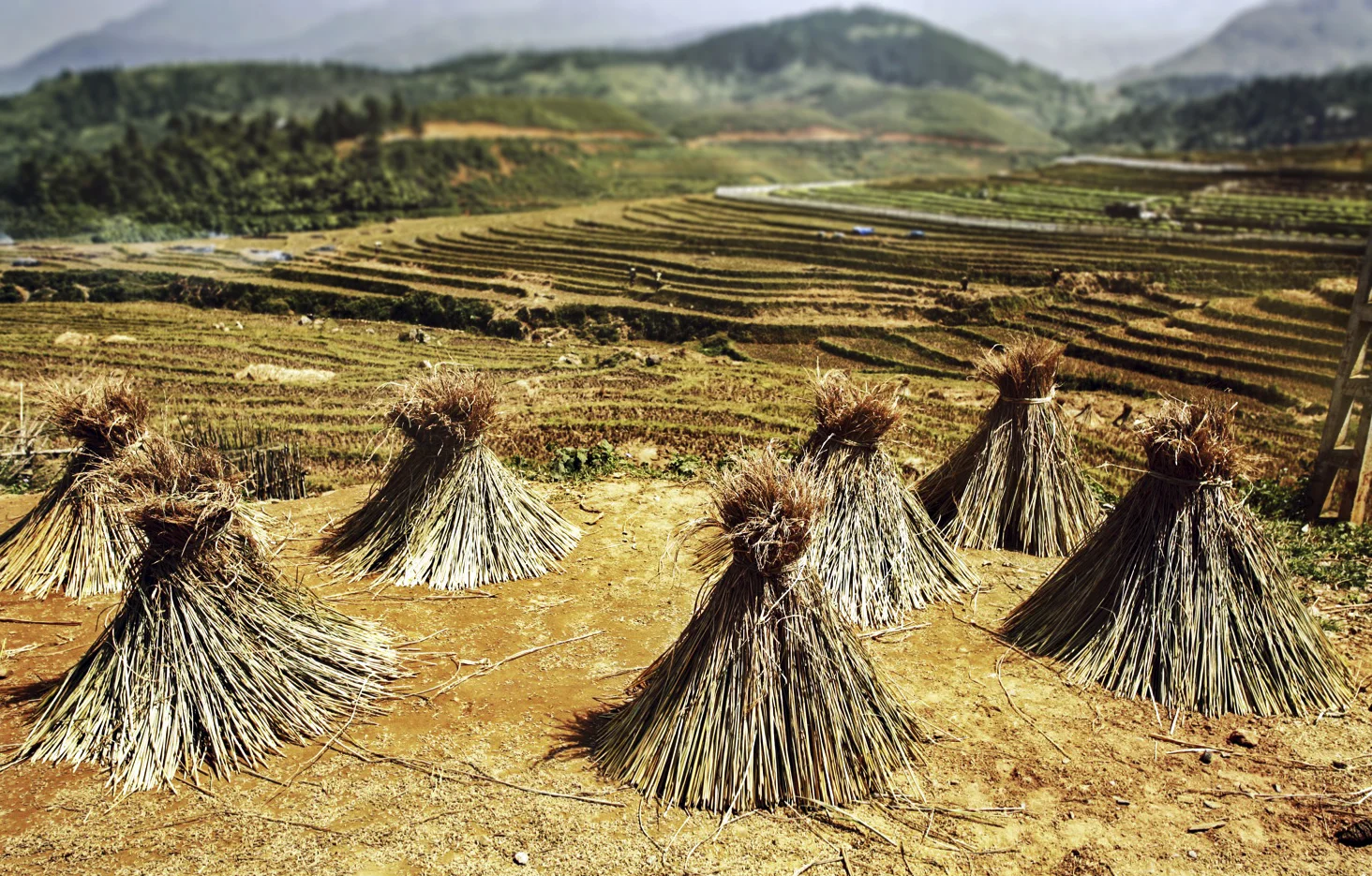 sapa.jpg