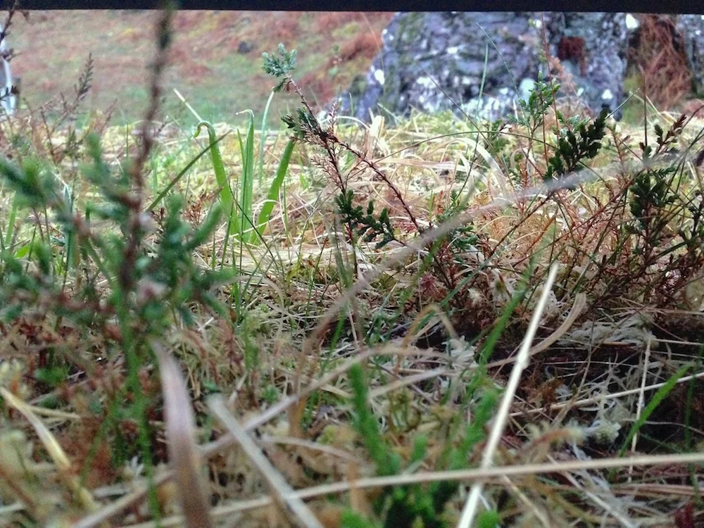 Sweeney's Bothy turf roof