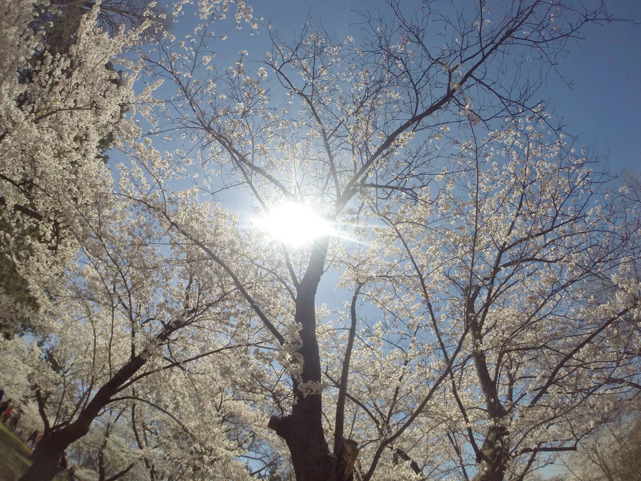 Japanese Cherry Blossoms in High Park
