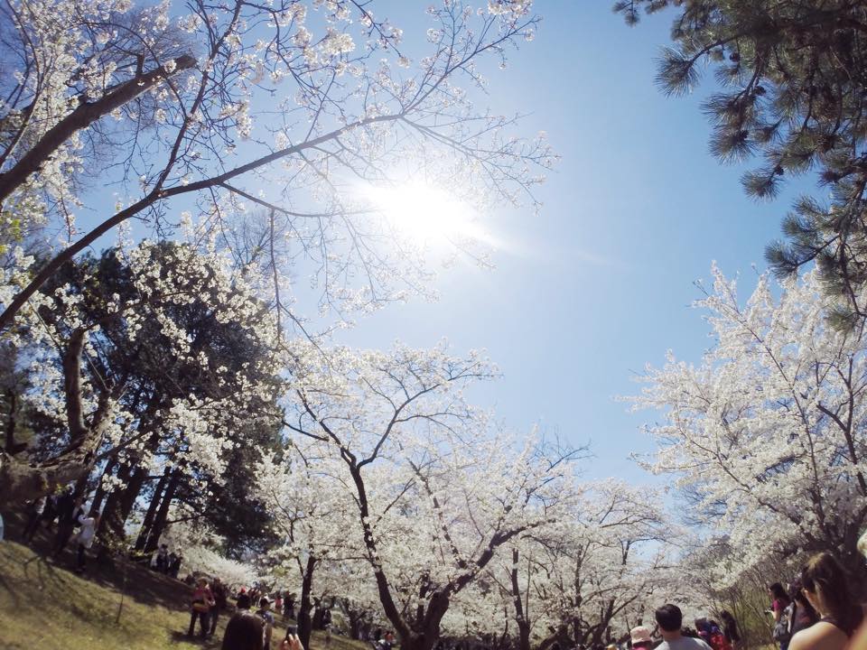 Cherry Blossoms 2.jpg