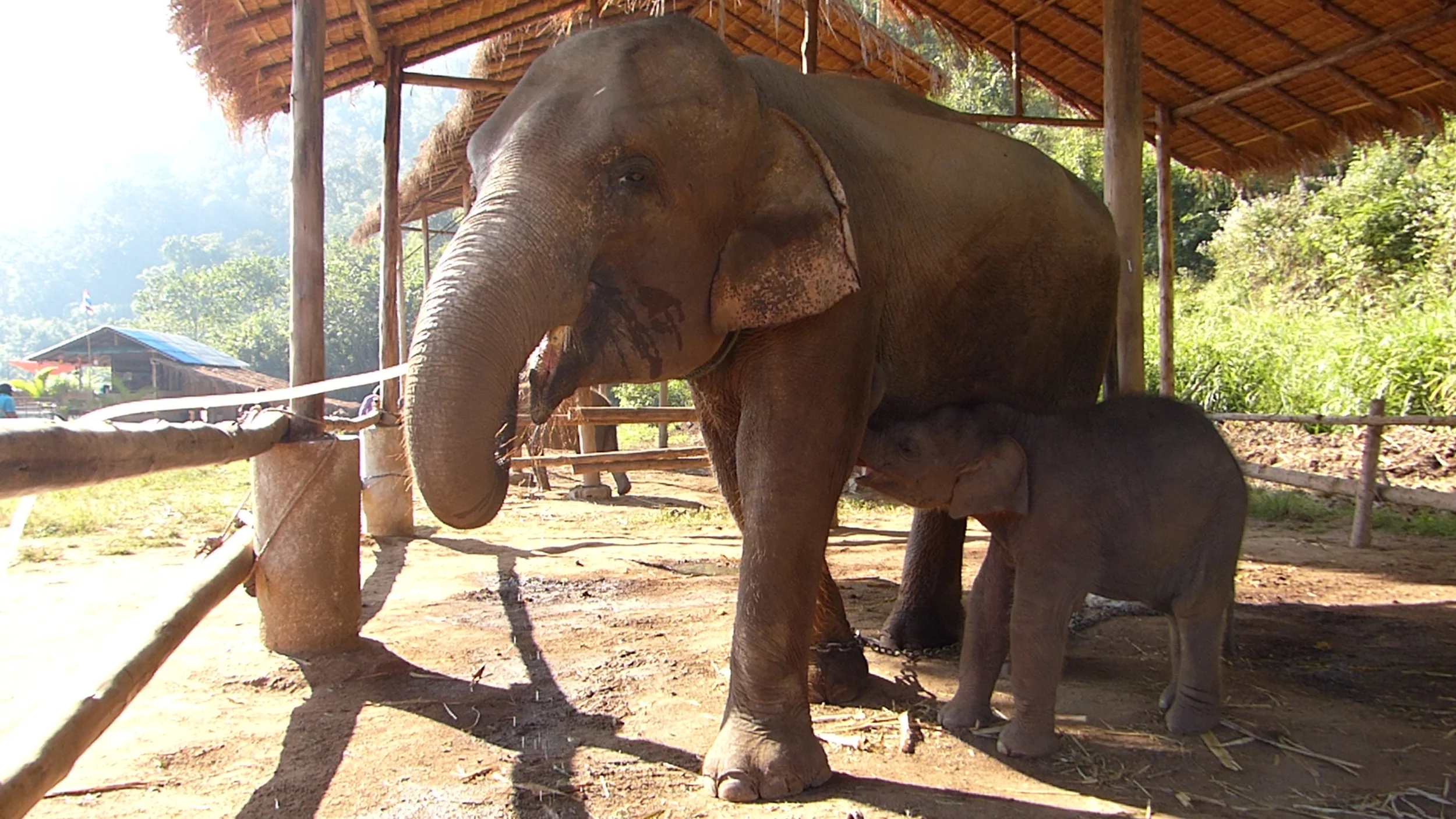 Playing With Elephants: Ran-Tong (Save & Rescue Elephant Centre) in Chiang Mai