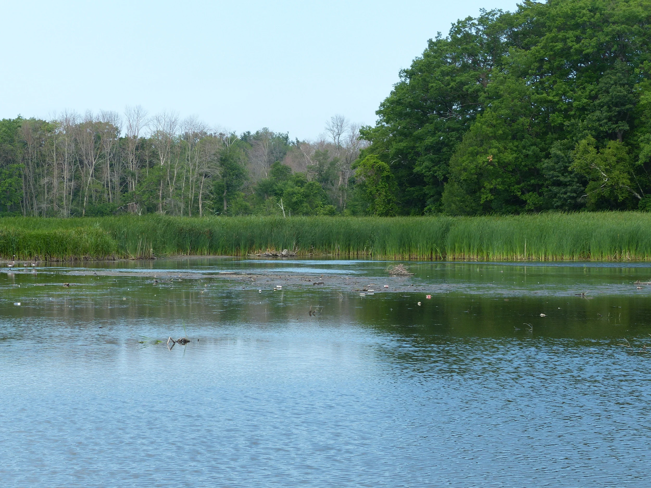 Rattray Marsh Conservation Area in Mississauga