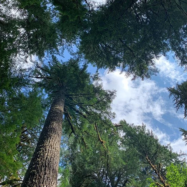 Look up ⬆️👀#oregon #photooftheday #adventure #bittenescapes #travel #nature #hikingadventures #hike #travelphotography #trees #instagood #summer #naturephotography