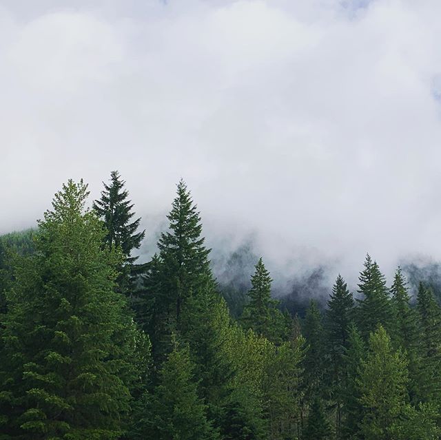 Cloudy days ☁️ #bittenescapes #photooftheday #nature #summer #oregon #instagood #hiking #hike #oregonhikes #mthood #travel #photography #naturephotography #travelphotography #ig #adventure #tree #explore