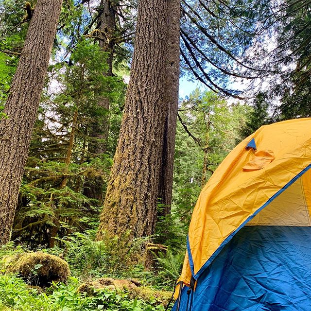 Waking up to a view 🌲#blogger #bittenescapes #photooftheday #travelphotography #oregon #mthood #travel #summer #instagood #adventure #hiking #trees #hike #oregonhikes #camping #tent