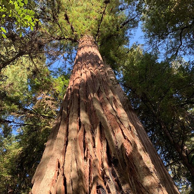 Coast redwoods, these giant beauties 🌲

#redwoods #california #cali #westcoast #adventure #hiking #nature #trees #instapic #naturephotography #photooftheday #instadaily #summer #fun