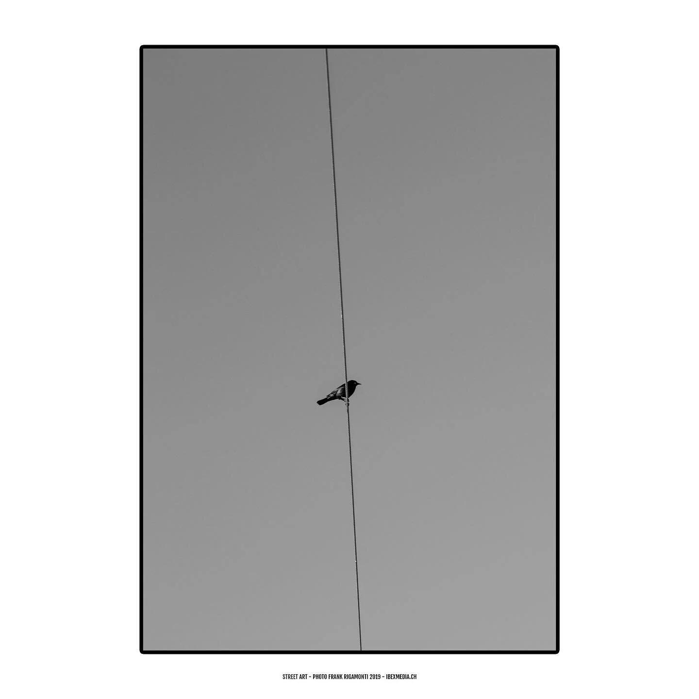 #streetart #usa #travel #blackandwhite #photography #art #details #birds #canon #photo #amazing